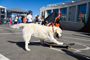 Фестиваль серф-культуры Locals Only в Сочи &copy;&nbsp;Фото Елены Синеок, Юга.ру