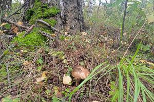  © Фото пресс-службы МегаФона