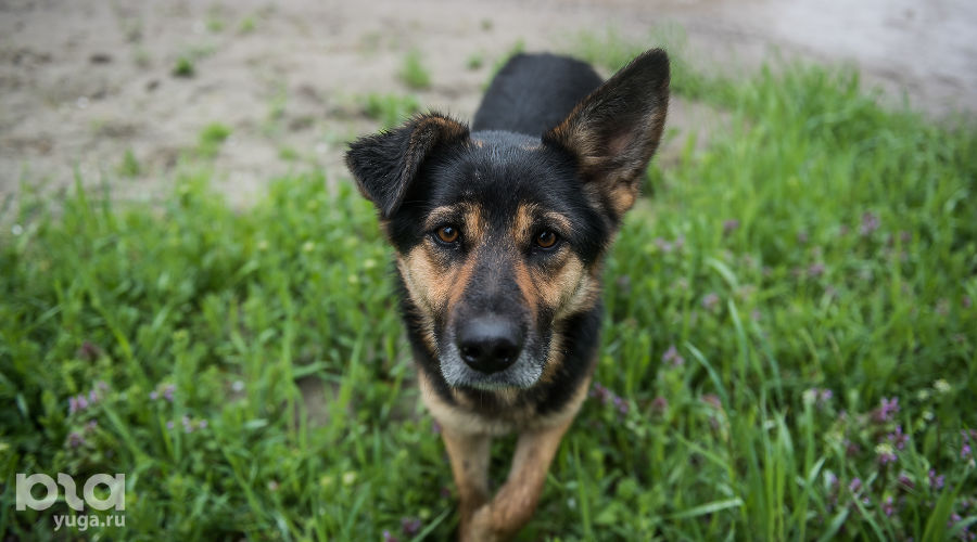  © Фото Елены Синеок, Юга.ру