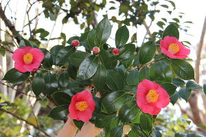 Камелия японская © Фото пресс-службы Сочинского нацпарка