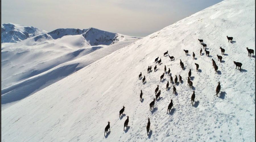  &copy;&nbsp;Скриншот из телеграм-канала &laquo;Лаго-Наки Живи&raquo; https://t.me/lagonakilive/3285