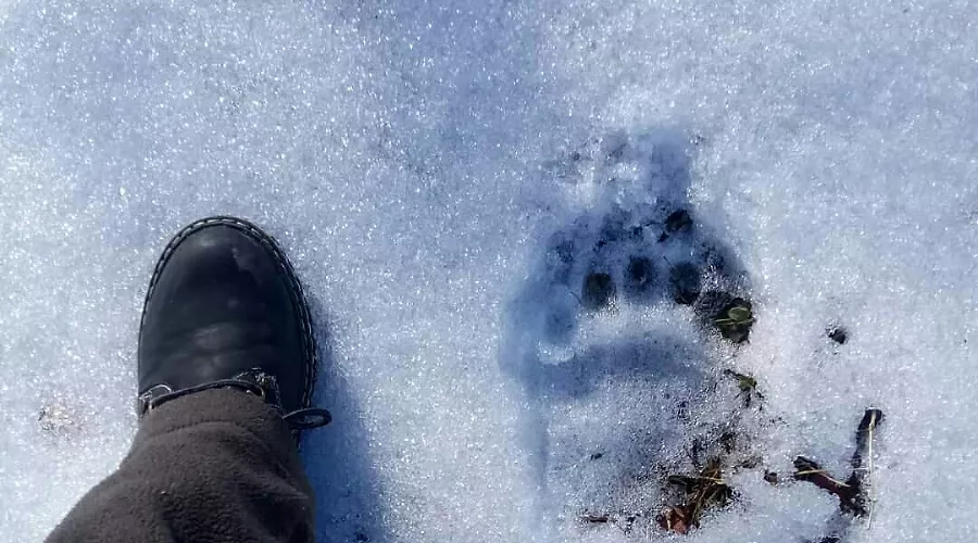  &copy;&nbsp;Фото из аккаунта Кавказского заповедника, www.instagram.com/kavkazski_zapovednik