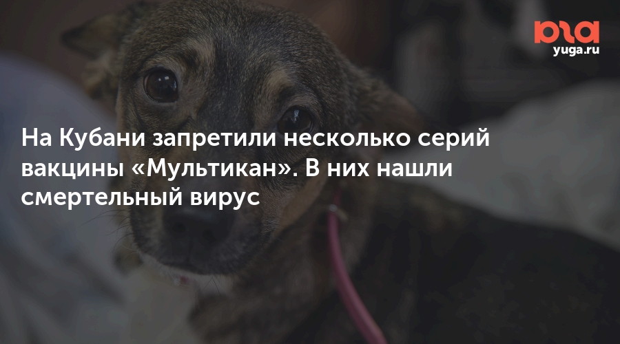На Кубани запретили несколько серий вакцины «Мультикан». В них нашли смертельный вирус 