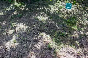 Желтопузик &copy;&nbsp;Фото пресс-службы Сочинского нацпарка