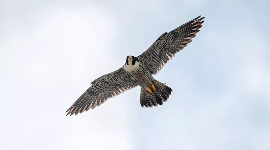  &copy;&nbsp;Фото пресс-службы банка Уралсиб