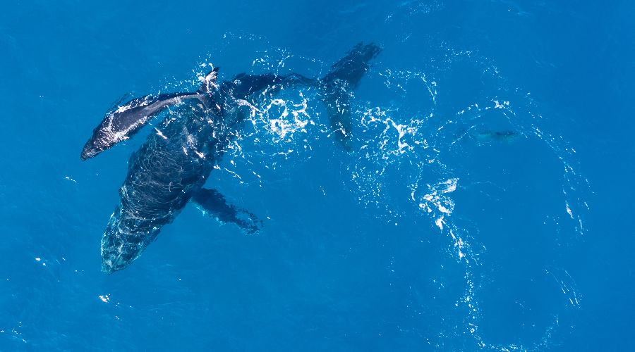  © Фото wirestock, сайт freepik.com