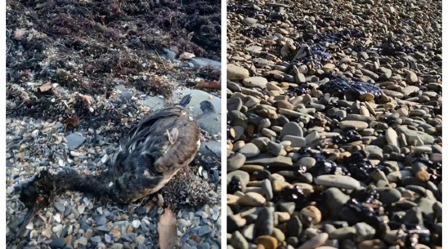  &copy;&nbsp;Скриншот из телеграм-канала &laquo;Мой Туапсе&raquo; https://t.me/my_tuapse/29615