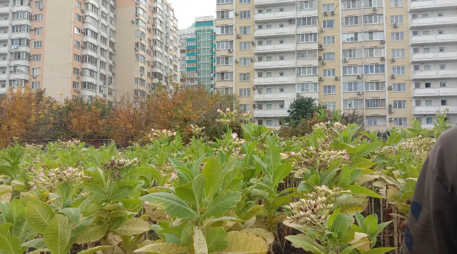  &copy;&nbsp;Фото Яры Гуляевой, Юга.ру