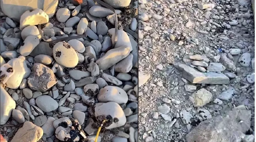  &copy;&nbsp;Коллаж из скриншотов фото из телеграм-канала &laquo;Эколог Жора Каваносян&raquo;