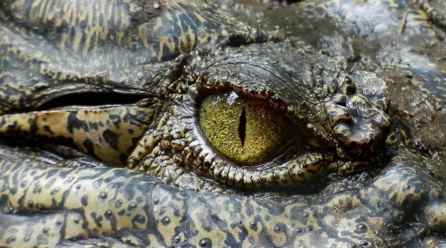  &copy;&nbsp;Фото с сайта pixabay.com