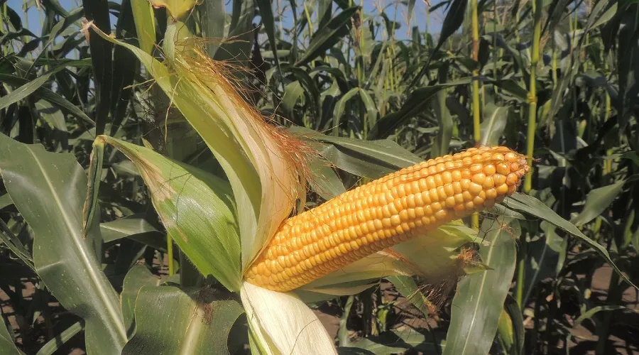 Трехлинейный раннеспелый гибрид Ладожский 148 &copy;&nbsp;Фото пресс-службы агрохолдинга &laquo;Кубань&raquo;