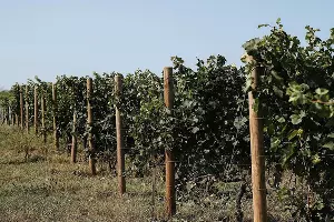  &copy;&nbsp;Фото пресс-службы &laquo;Саук-Дере&raquo;