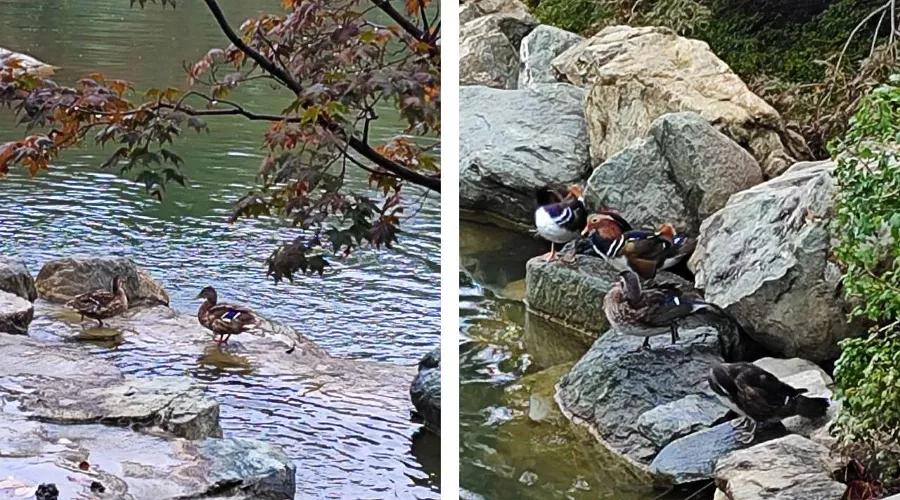  &copy;&nbsp;Коллаж из скриншотов фото из телеграм-канала &laquo;Японский Сад. Краснодар&raquo;