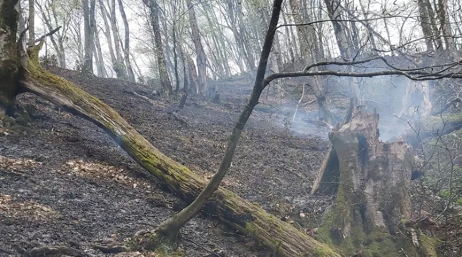  &copy;&nbsp;Фото пресс-службы Сочинского национального парка