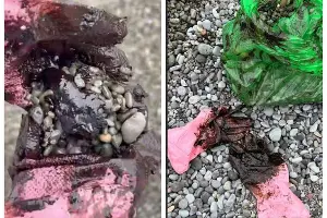  &copy;&nbsp;Скриншот из телеграм-канала эколога Георгия Каваносяна https://t.me/ecozhora/7738