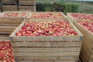  &copy;&nbsp;Фото пресс-службы ООО &laquo;АКСИС&raquo; ГК