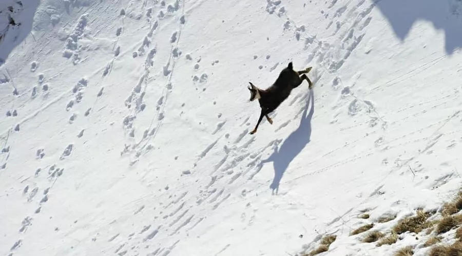  &copy;&nbsp;Фото пресс-службы Кавказского заповедника