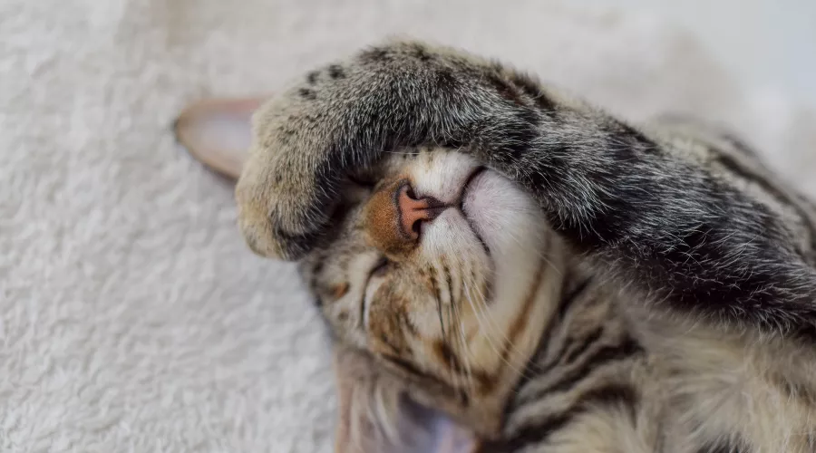 Кошка &copy;&nbsp;Фото с сайта pixabay.com