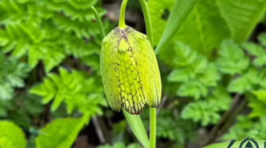 Рябчик лагодехский &copy;&nbsp;Скриншот видео на сайте Сочинского национального парка, Npsochi.ru