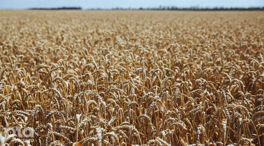  © Фото Амины Ибрагимовой, Юга.ру