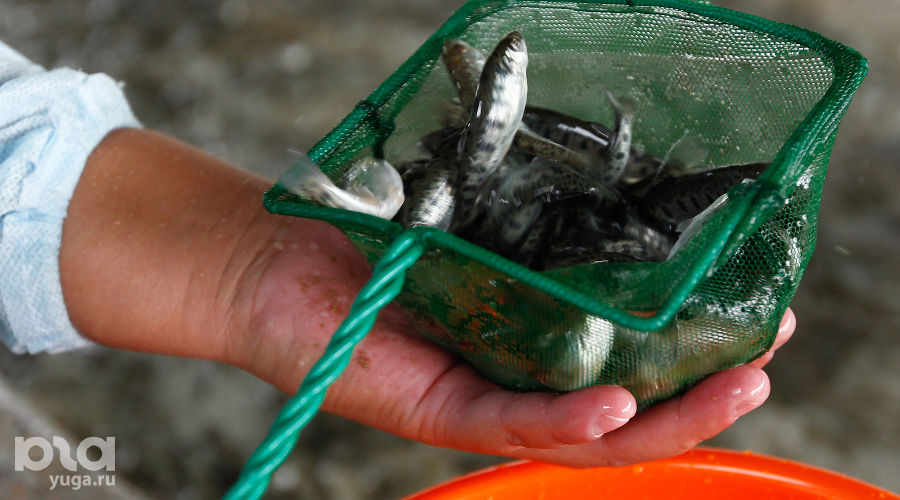  &copy;&nbsp;Фото Влада Александрова, Юга.ру