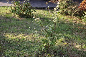  © Фото пресс-службы Сочинского национального парка