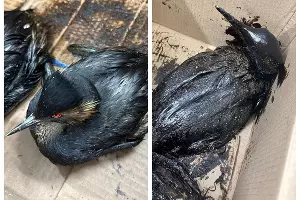  &copy;&nbsp;Скриншот из телеграм-канала реабилитационного центра &laquo;Жемчужная&raquo; https://t.me/zhemchujnaya9/1661