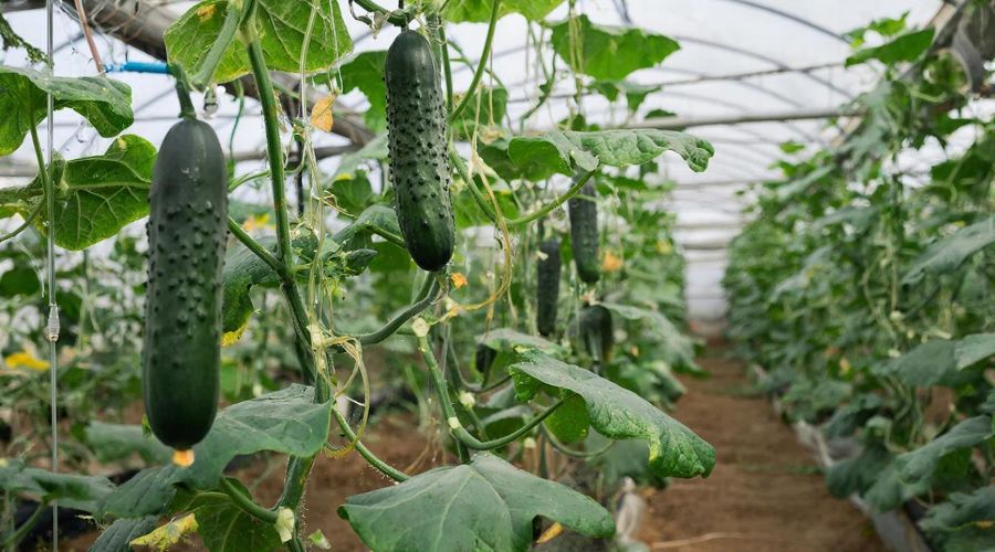 огурцы &copy;&nbsp;Сгенерировано с помощью нейросети Gigachat