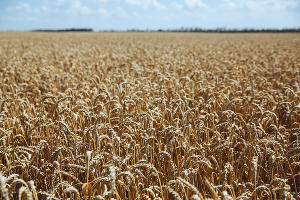  © Фото Амины Ибрагимовой, Юга.ру