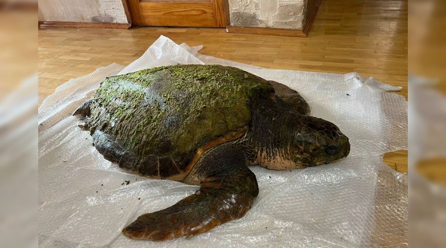  © Скриншот группы «ВКонтакте» «Город-курорт Анапа», vk.com/anapaadm