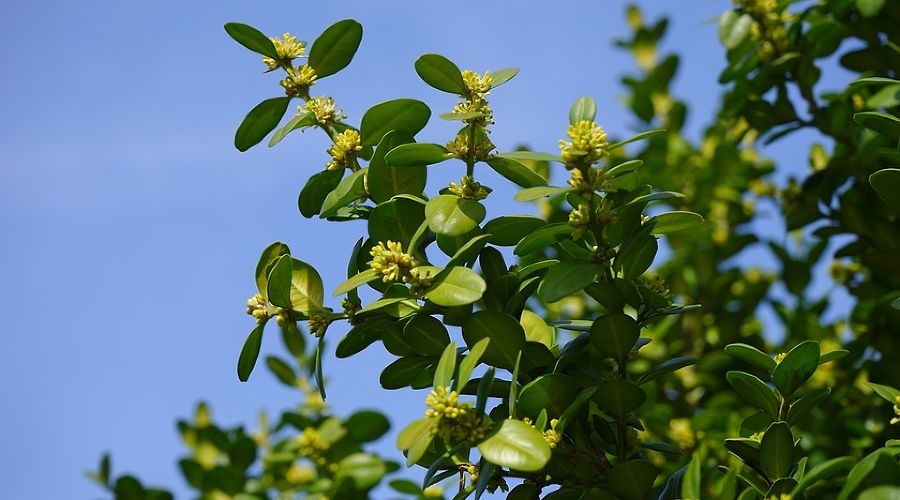  &copy;&nbsp;Фото с сайта https://pixabay.com/