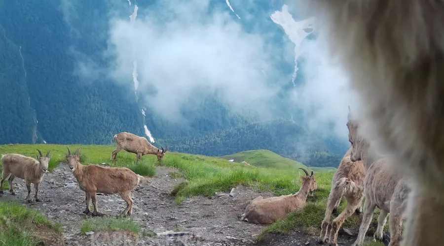  &copy;&nbsp;Фото пресс-службы Кавказского биосферного заповедника