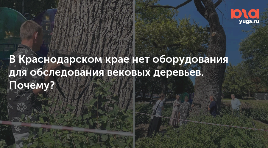 В Краснодарском крае нет оборудования для обследования вековых деревьев. Почему?