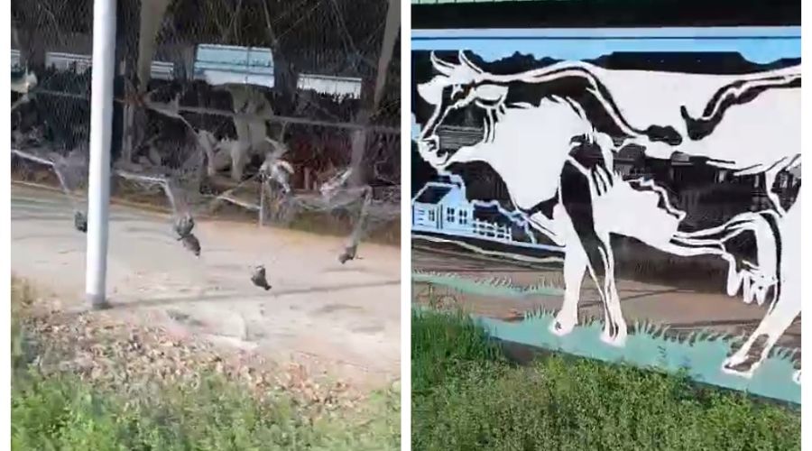  © Скриншот из телеграм-канала прокуратуры Краснодарского края https://t.me/proc_23/24697