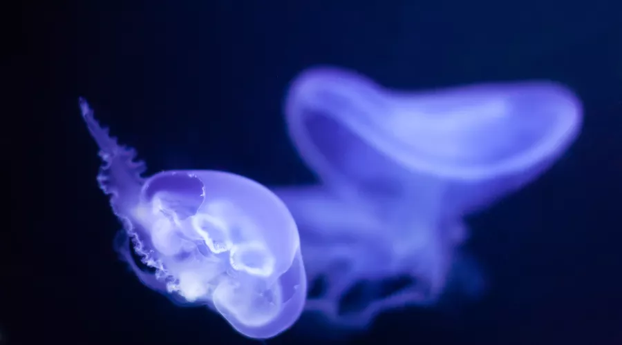  &copy;&nbsp;Фото пользователя bearfotos с сайта freepik.com