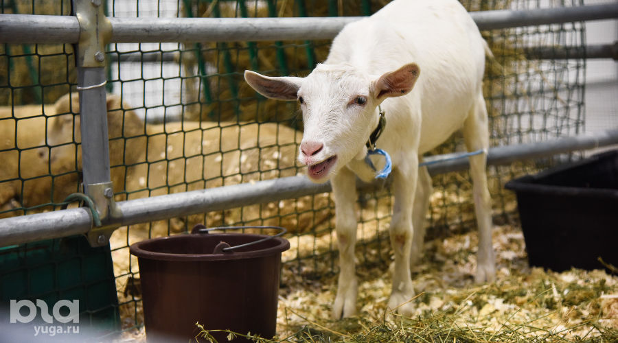  © Фото Елены Синеок, Юга.ру