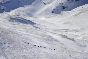  &copy;&nbsp;Фото пресс-службы Кавказского заповедника