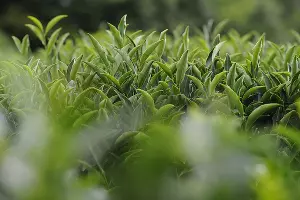 Чайная плантация &copy;&nbsp;Фото Александра Никонова, Юга.ру