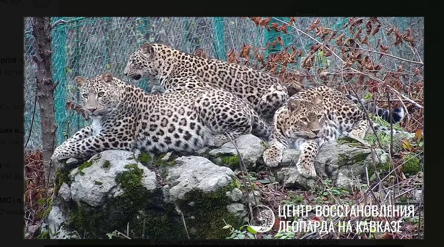 &copy;&nbsp;Скриншот из телеграм-канала leopardcenter