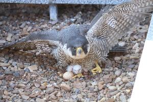  &copy;&nbsp;Фото Эльзы Габбасовой