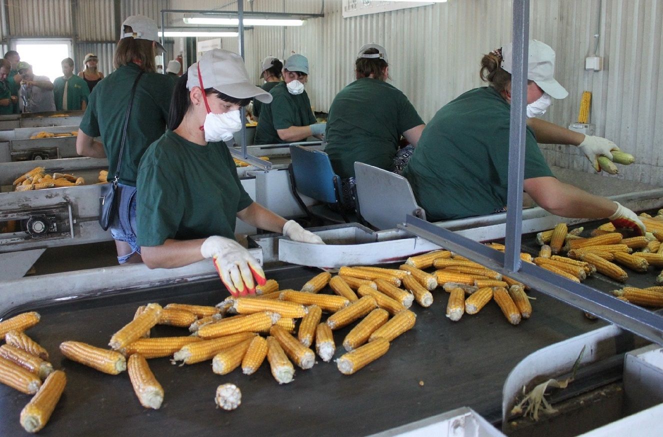 агрохолдинг усть лабинск. оао рассвет усть-лабинск. агрообъединение кубань усть-лабинск.