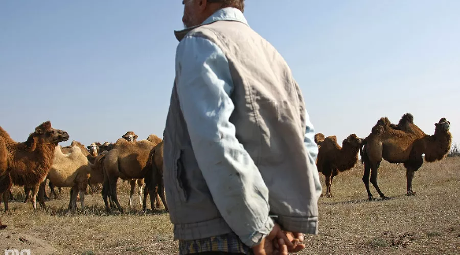В Чечне начали разводить верблюдов  &copy;&nbsp;Влад Александров. ЮГА.ру