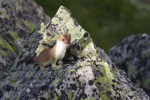  &copy;&nbsp;Фото пресс-службы Кавказского заповедника