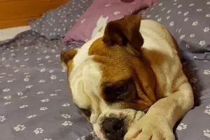  &copy;&nbsp;Фото со страницы instagram.com/bulldog_feniks