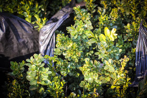 Самшит © Фото пресс-службы главы Республики Адыгея