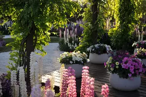 Люпины в Японском саду парка &laquo;Краснодар&raquo; &copy;&nbsp;Фото Марины Солошко, Юга.ру