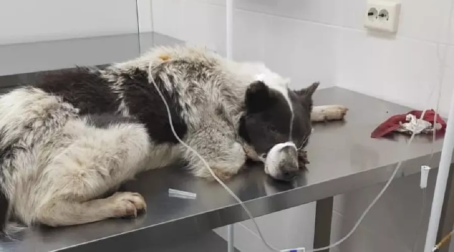  &copy;&nbsp;Фото приюта prodobro.team в Крымске