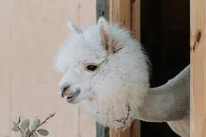  &copy;&nbsp;Фото пресс-службы курорта &laquo;Роза Хутор&raquo;