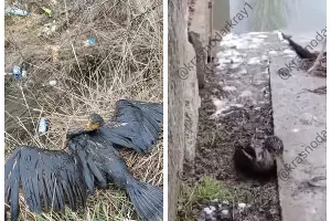  &copy;&nbsp;Скриншот из телеграм-канала &laquo;Краснодар и край&raquo; https://t.me/krasnodarkray1/50889