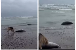  &copy;&nbsp;Скриншот из телеграм-канала &laquo;Нетипичная Махачкала&raquo; https://t.me/official_atypical/39238